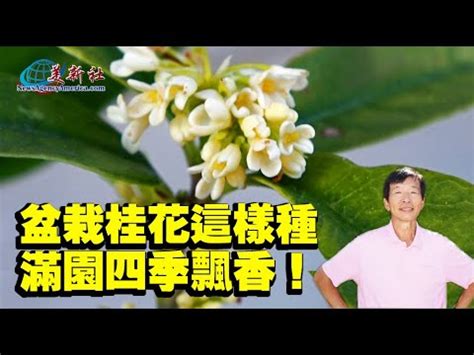 種桂花|【種桂花】桂花種植不藏私！從新手到達人，在家就能。